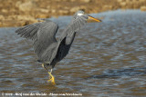 Western Reef Heron<br><i>Egretta gularis schistacea</i>