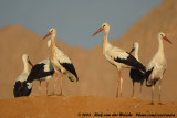 Storks  (Ooievaars)