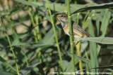 BluethroatLuscinia svecica svecica