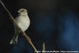 House Sparrow<br><i>Passer domesticus biblicus</i>