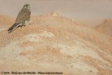 Common Kestrel<br><i>Falco tinnunculus rupicolaeformis</i>