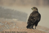 Steppe Buzzard<br><i>Buteo buteo vulpinus</i>