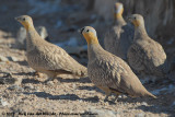 Crowned Sandgrouse<br><i>Pterocles coronatus vastitas</i>