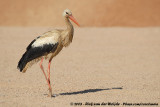 White Stork<br><i>Ciconia ciconia ciconia</i>