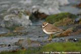 Bontbekplevier / Common Ringed Plover