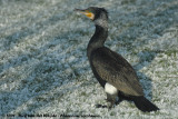 Great Cormorant<br><i>Phalacrocorax carbo sinensis</i>