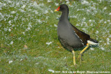 Common Moorhen<br><i>Gallinula chloropus chloropus</i>