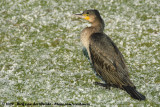 Great Cormorant<br><i>Phalacrocorax carbo sinensis</i>
