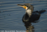 Great Cormorant<br><i>Phalacrocorax carbo sinensis</i>
