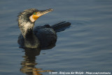 Great Cormorant<br><i>Phalacrocorax carbo sinensis</i>
