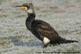 Great Cormorant<br><i>Phalacrocorax carbo sinensis</i>