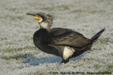 Great Cormorant<br><i>Phalacrocorax carbo sinensis</i>