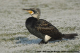 Great Cormorant<br><i>Phalacrocorax carbo sinensis</i>