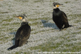 Great Cormorant<br><i>Phalacrocorax carbo sinensis</i>