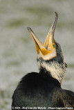 Great Cormorant<br><i>Phalacrocorax carbo sinensis</i>