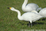 Bewicks Swan<br><i>Cygnus columbianus bewickii</i>