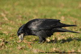 Eurasian Rook<br><i>Corvus frugilegus frugilegus</i>