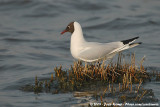 Black-Headed Gull<br><i>Chroicocephalus ridibundus</i>