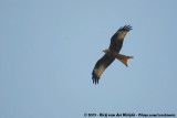 Red Kite<br><i>Milvus milvus milvus</i>