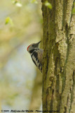 Middle Spotted Woodpecker<br><i>Dendrocoptes medius medius</i>