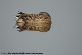 Mallard<br><i>Anas platyrhynchos platyrhynchos</i>