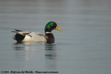 Mallard<br><i>Anas platyrhynchos platyrhynchos</i>
