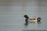 Mallard<br><i>Anas platyrhynchos platyrhynchos</i>