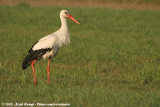 White Stork<br><i>Ciconia ciconia ciconia</i>