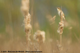 Sedge Warbler<br><i>Acrocephalus schoenobaenus</i>