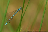 Northern Damselfly<br><i>Coenagrion hastulatum</i>