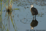 Eurasian Coot<br><i>Fulica atra atra</i>