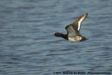 Tufted Duck<br><i>Aythya fuligula</i>