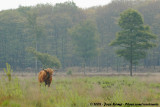 Highland Cow<br><i>Bos taurus taurus (fm. highland)</i>