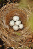 Tree Pipit<br><i>Anthus trivialis trivialis</i>