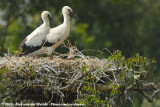 White Stork<br><i>Ciconia ciconia ciconia</i>