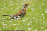 Fieldfare<br><i>Turdus pilaris</i>