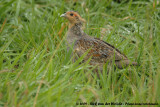 Grey Partridge<br><i>Perdix perdix perdix</i>