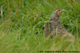 Grey Partridge<br><i>Perdix perdix perdix</i>