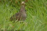 Grey Partridge<br><i>Perdix perdix perdix</i>