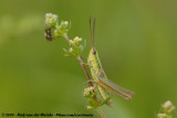 Small Gold Grasshopper<br><i>Euthystira brachyptera</i>