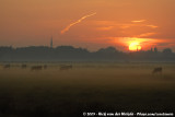 Cows in Early Morning Light