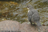 White-Throated Dipper<br><i>Cinclus cinclus aquaticus</i>