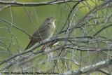 River Warbler<br><i>Locustella fluviatilis</i>