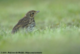 Mistle Thrush<br><i>Turdus viscivorus viscivorus</i>