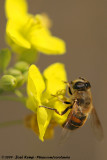 Drone Fly<br><i>Eristalis tenax</i>