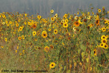 Sunflower<br><i>Heliantus annuus</i>