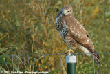 Common Buzzard<br><i>Buteo buteo buteo</i>