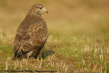 Common Buzzard<br><i>Buteo buteo buteo</i>