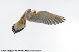 Common Kestrel<br><i>Falco tinnunculus tinnunculus</i>