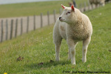 Texels Sheep